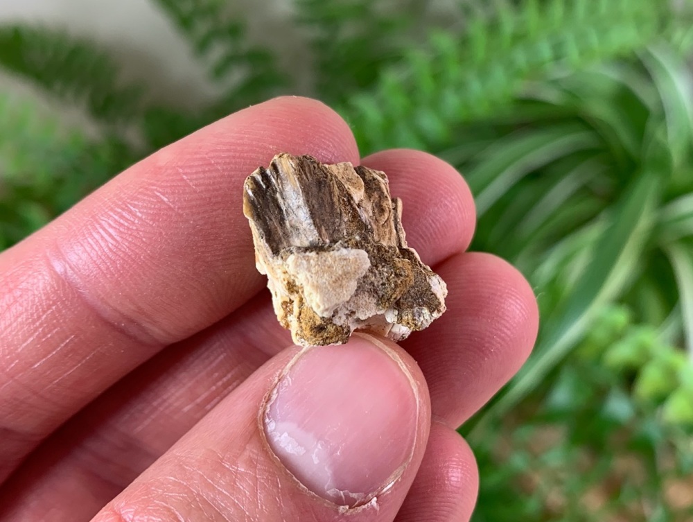 Protoceratops Teeth #03