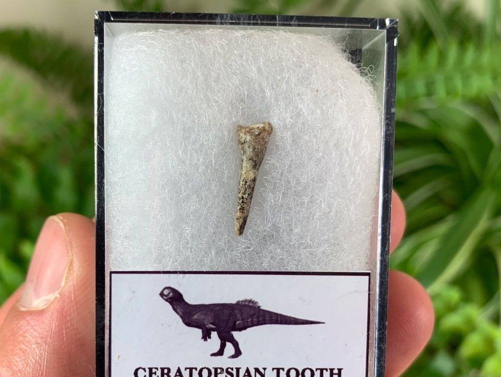 Rooted Ceratopsian Tooth (Yixian Fm.) #01