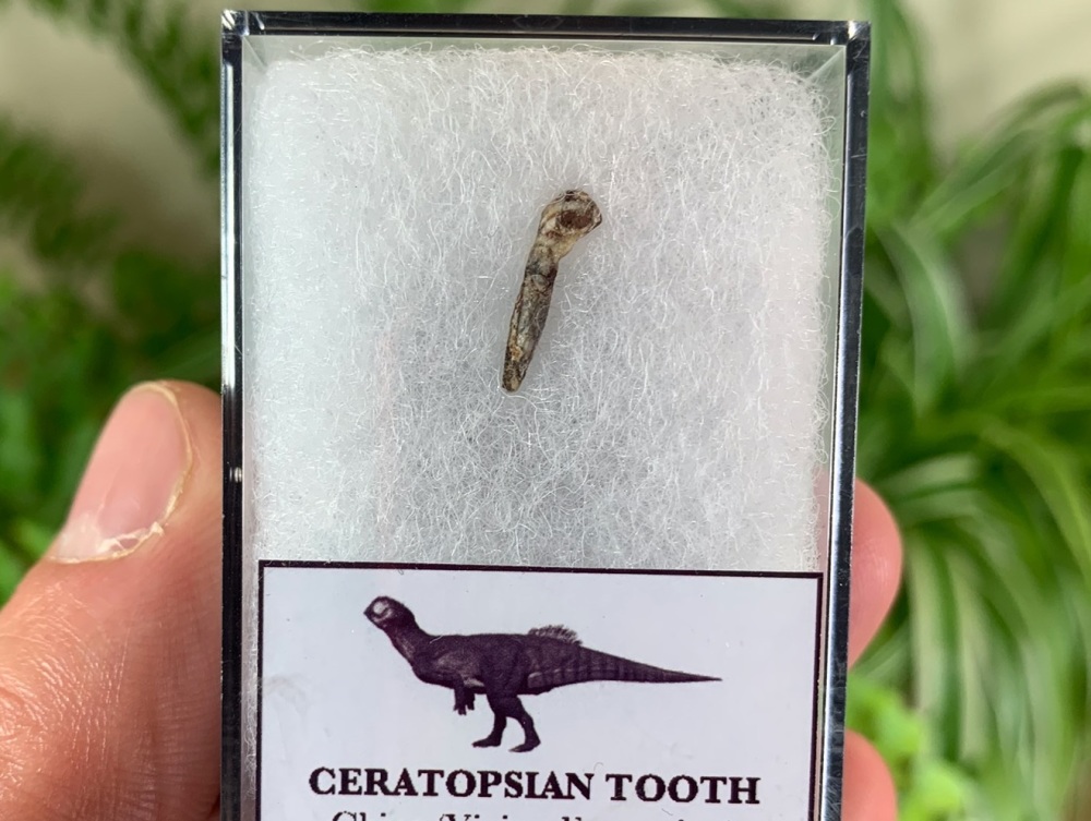 Rooted Ceratopsian Tooth (Yixian Fm.) #02