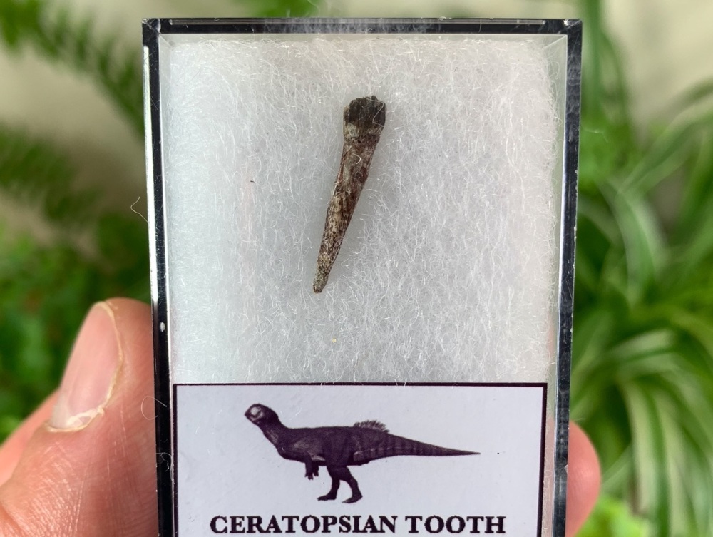 Rooted Ceratopsian Tooth (Yixian Fm.) #03