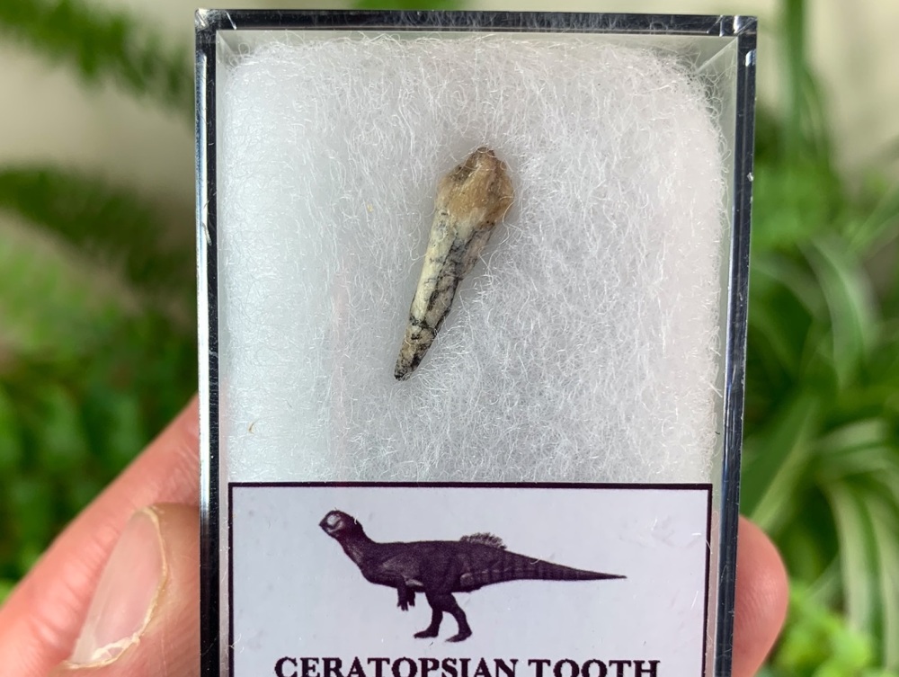Rooted Ceratopsian Tooth (Yixian Fm.) #05