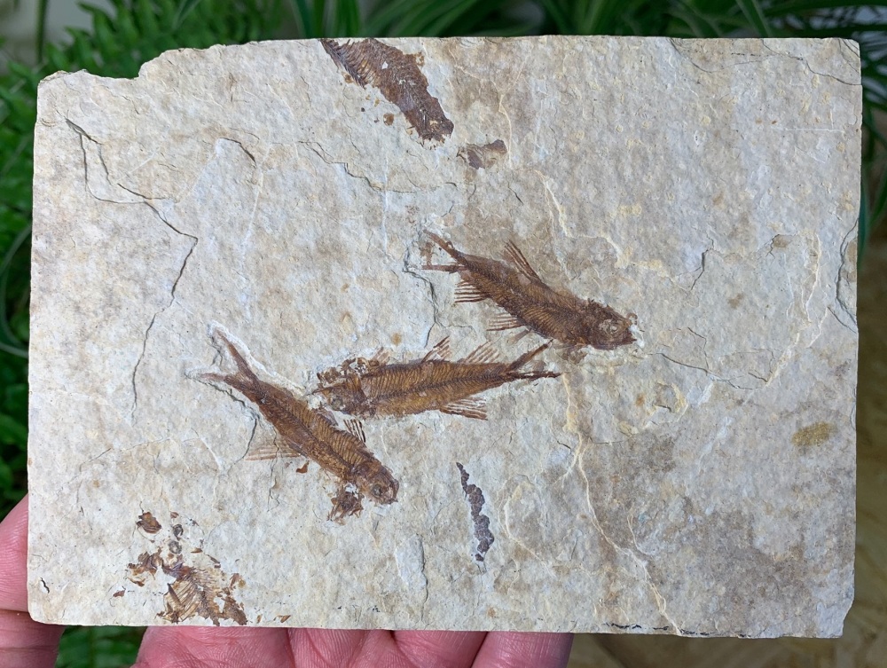 Fossil Fish, Green River Formation #32