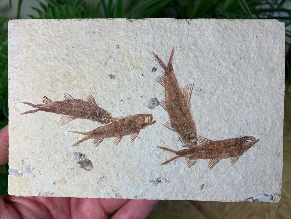 Fossil Fish, Green River Formation #34