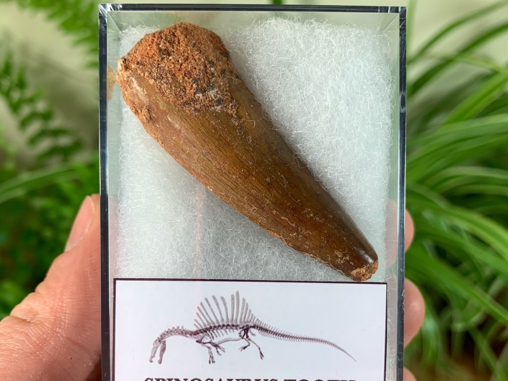 Spinosaurus Tooth - 2.19 inch #SP26