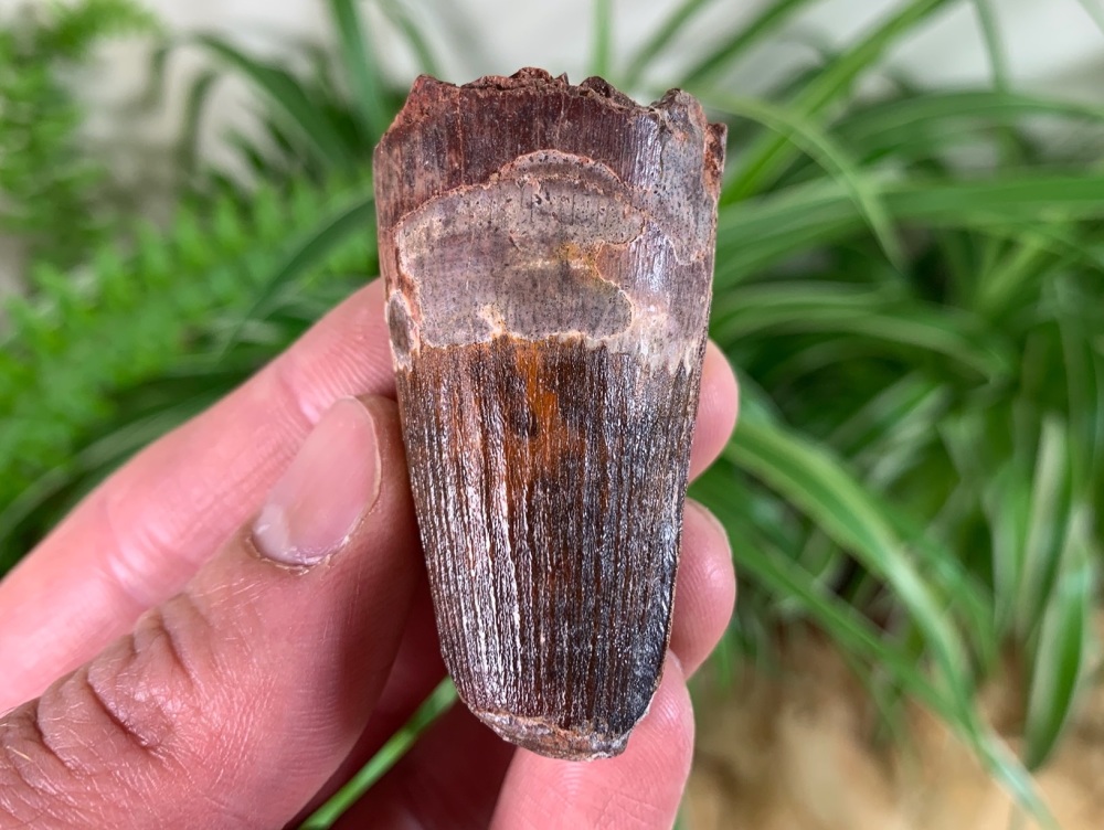 Spinosaurus Tooth - 2.06 inch #SP32