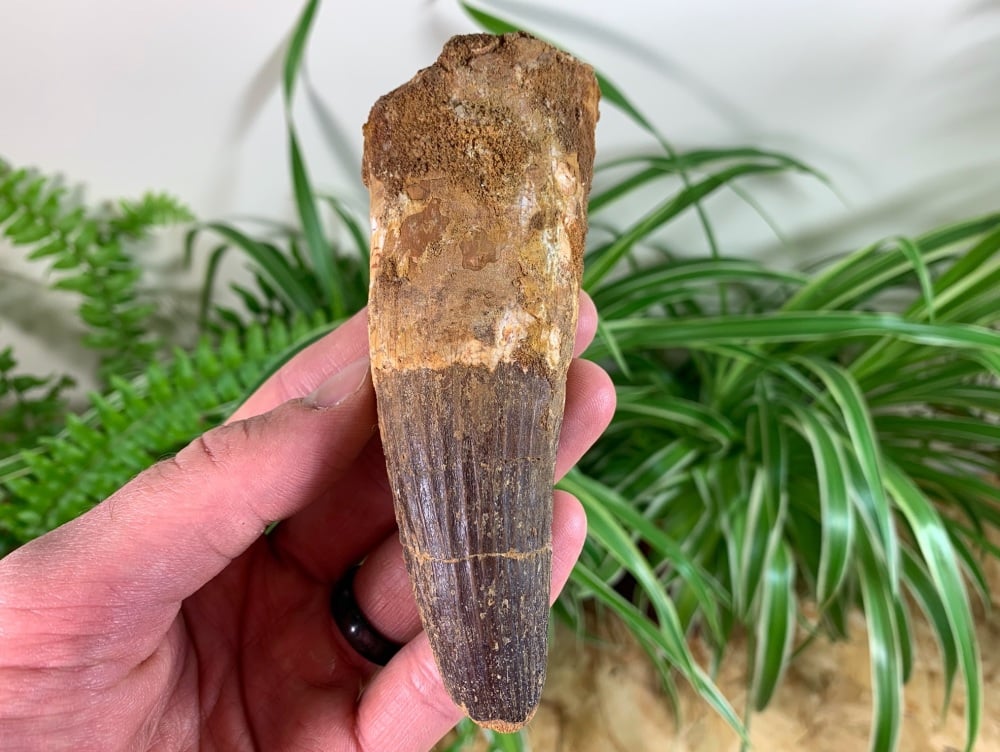 HUGE Spinosaurus Tooth - 4.69 inch #SP34