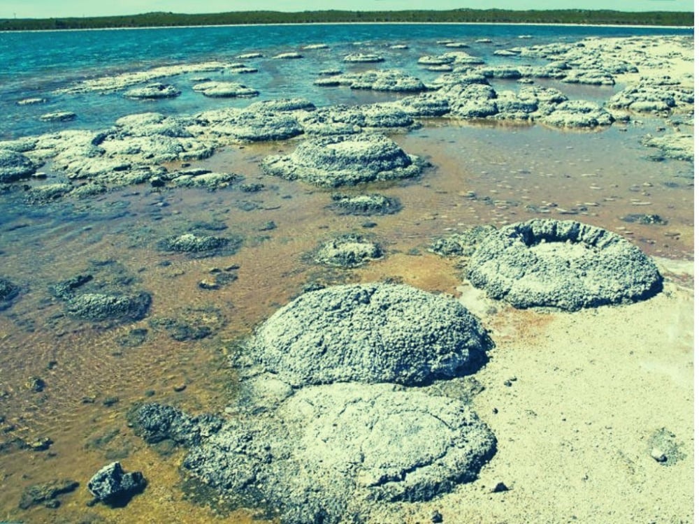 Pilbara Stromatolites (First Life)