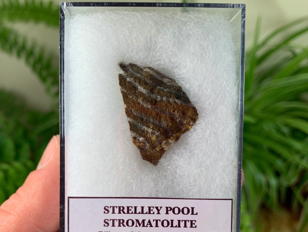 FIRST LIFE, Strelley Pool Stromatolite (Pilbara, Australia) #01