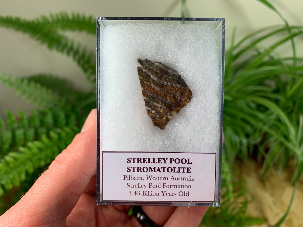 FIRST LIFE, Strelley Pool Stromatolite (Pilbara, Australia) #01