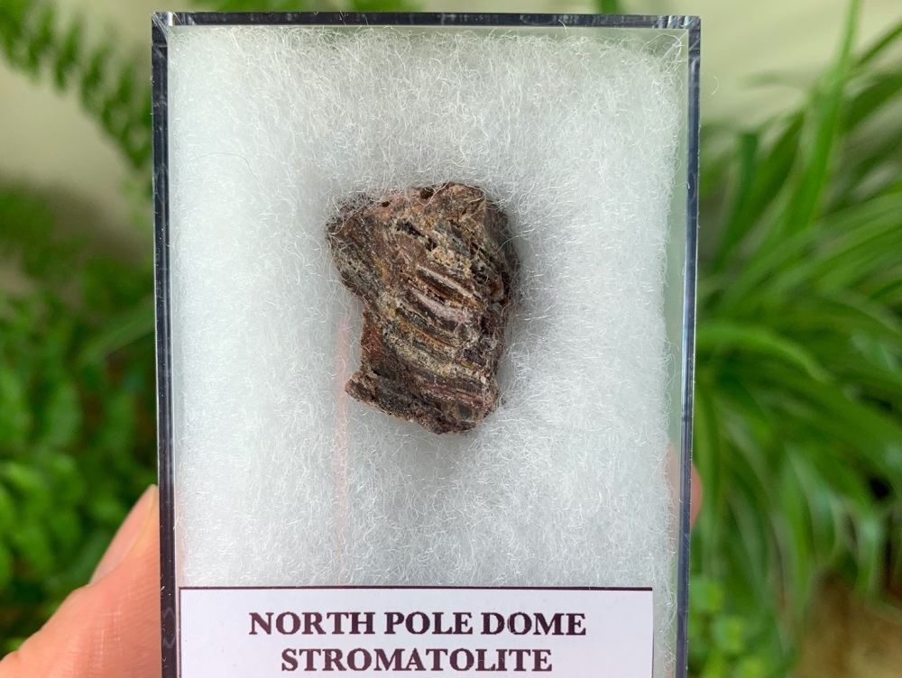 FIRST LIFE, North Pole Dome Stromatolite (Pilbara, Australia) #02