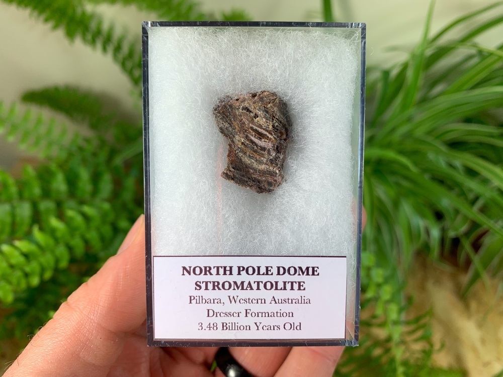 FIRST LIFE, North Pole Dome Stromatolite (Pilbara, Australia) #02