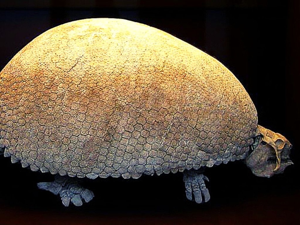 Glyptodon - Shop