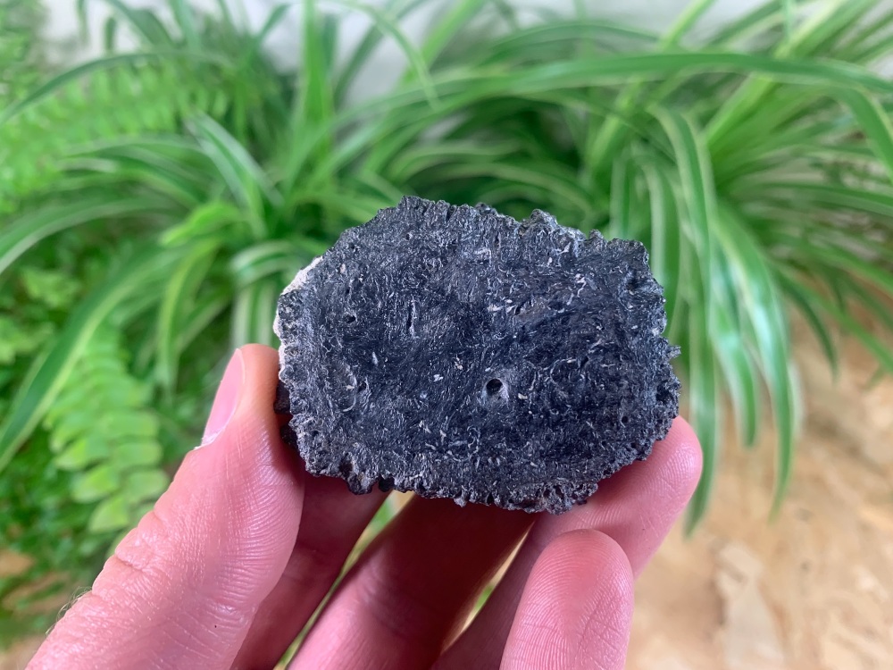 Glyptodon Scute (Armour Plate) #01