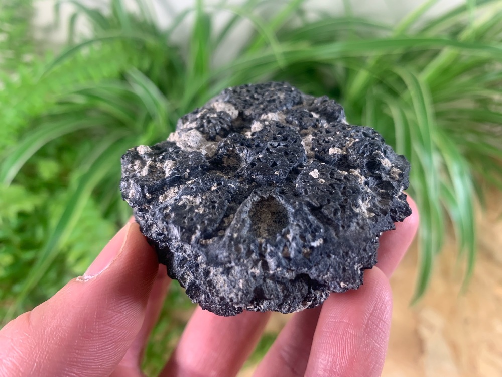 Glyptodon Scute (Armour Plate) #02