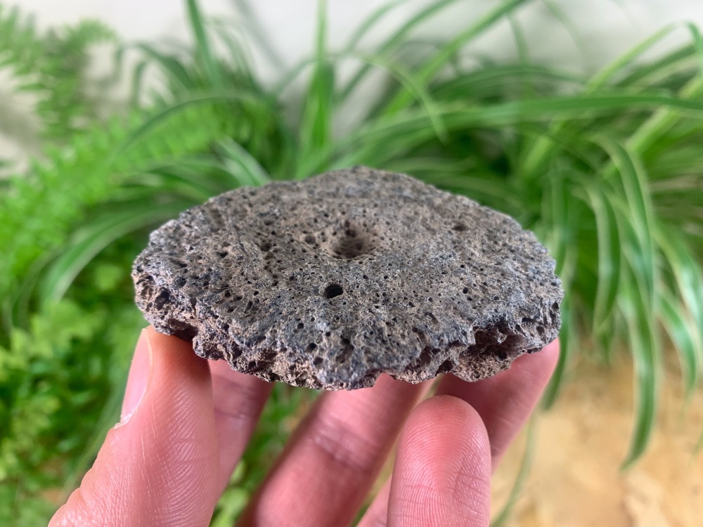 Glyptodon Scute (Armour Plate) #03