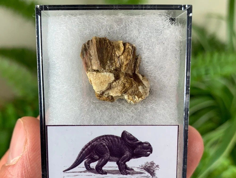 Dino Fossils UK Huge Selection of Fossils For Sale.