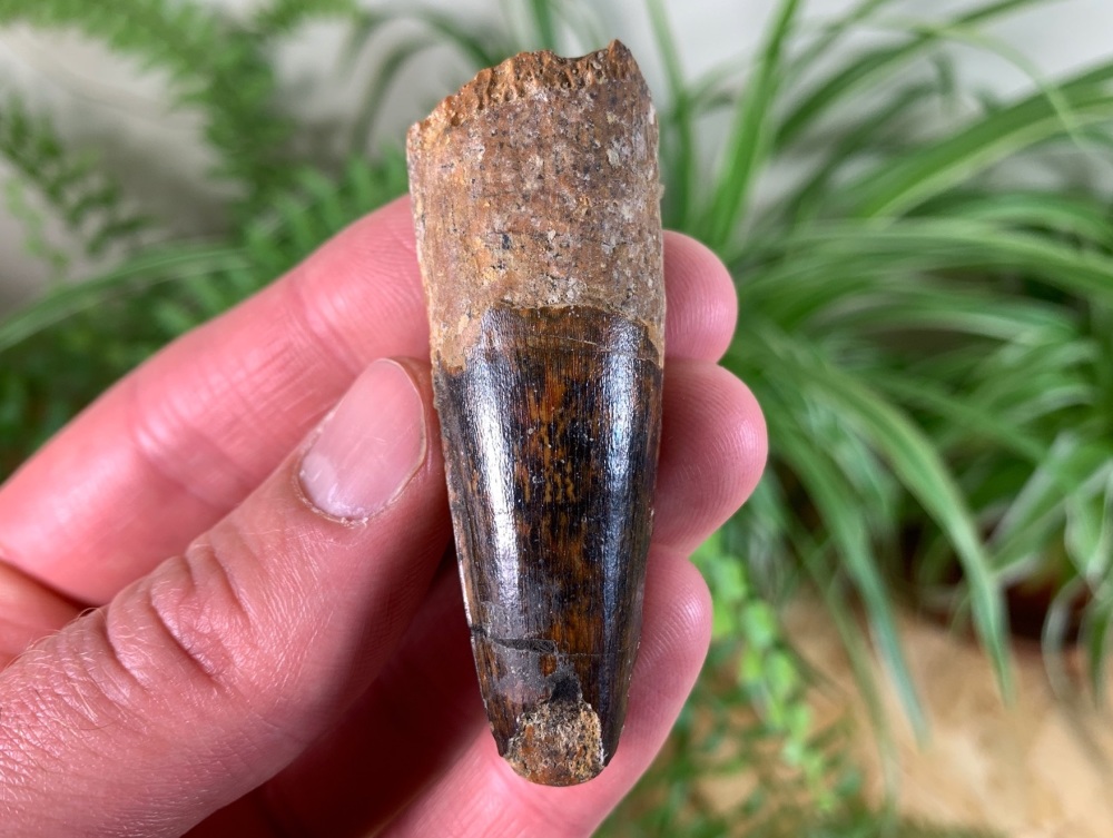 Spinosaurus Tooth - 2.44 inch #SP40