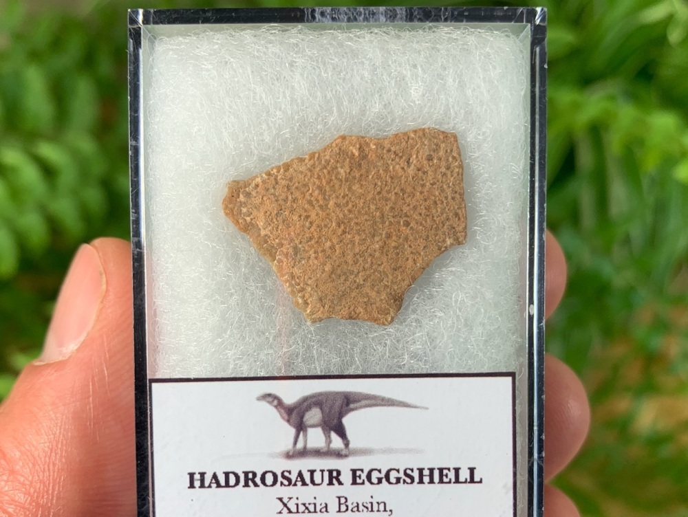 Hadrosaur Dinosaur Eggshell (Henan Province, China) #07