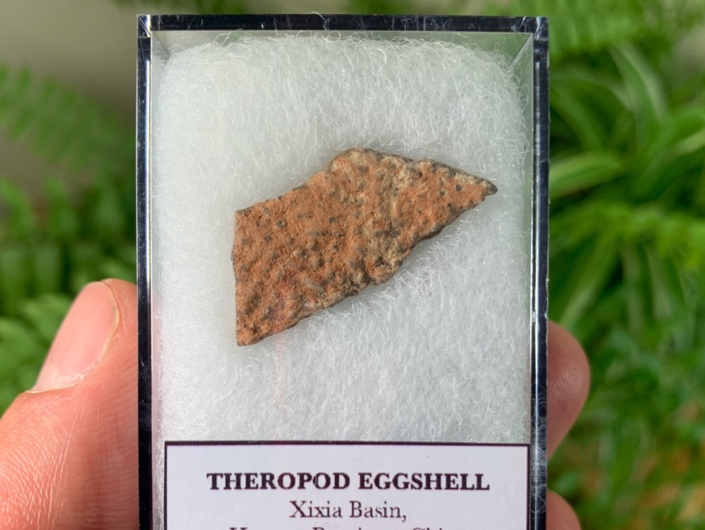 Theropod Dinosaur Eggshell (Henan Province, China) #01
