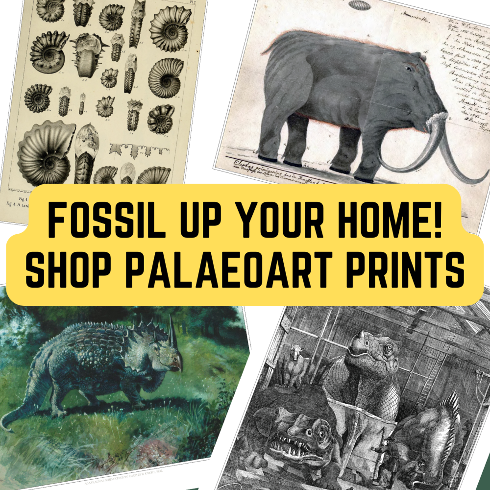 Dino Fossils UK Huge Selection of Fossils For Sale.