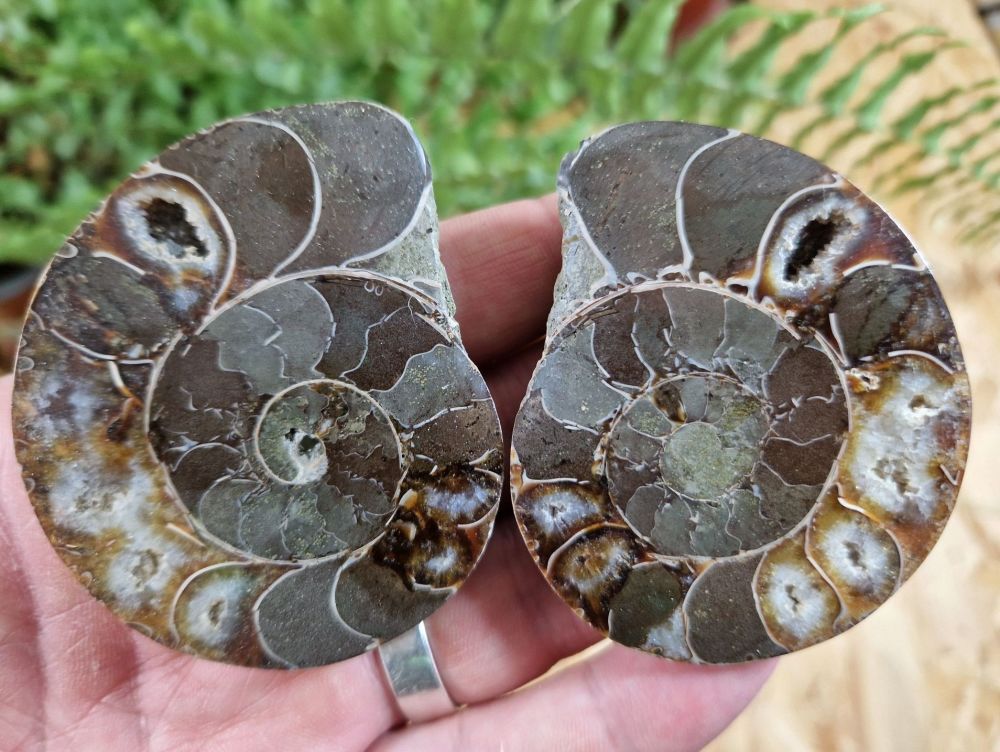 Cut & Polished Ammonite (pair) #L03
