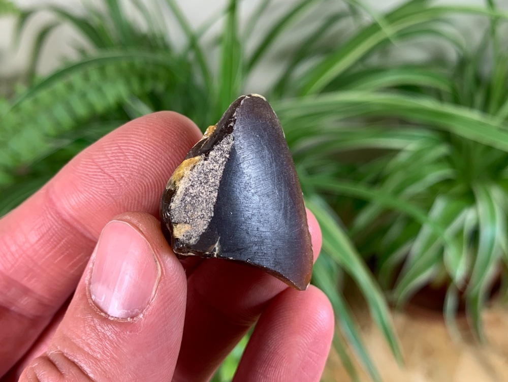 Borneo Amber #02