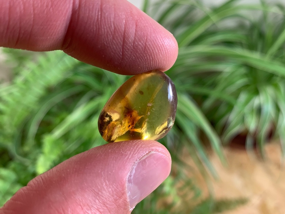 Sumatran Amber #01