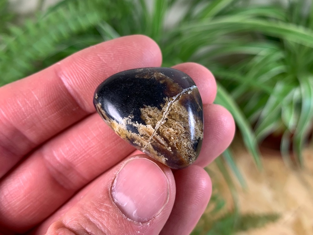 Sumatran Amber #03