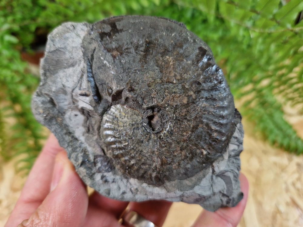 Pseudolioceras Ammonite - 7cm #05