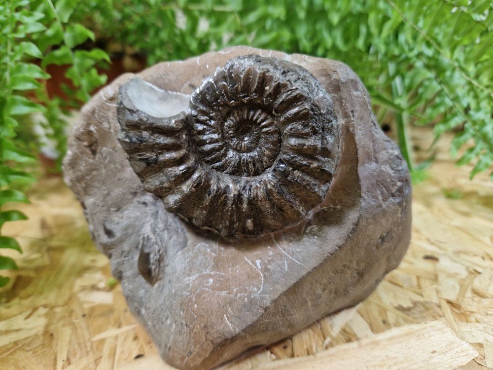 Pleuroceras Ammonite - 7.5cm #07