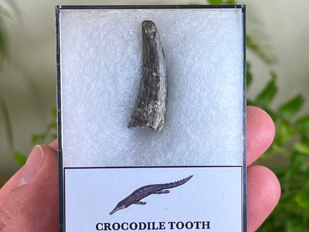 Stolokrosuchus Crocodile Tooth (Niger) #02