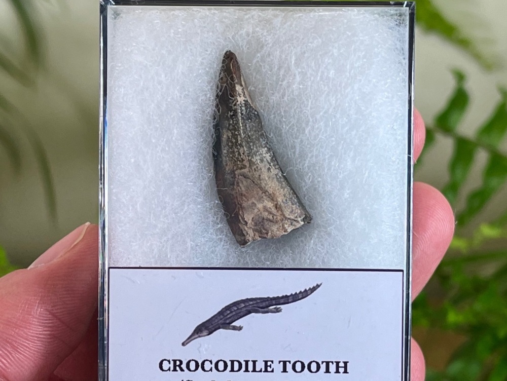 Stolokrosuchus Crocodile Tooth (Niger) #03