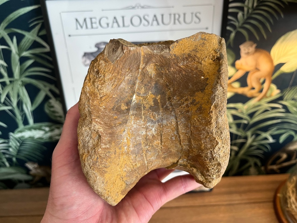 RARE Megalosaurus bucklandii Vertebra (Gloucestershire, England)