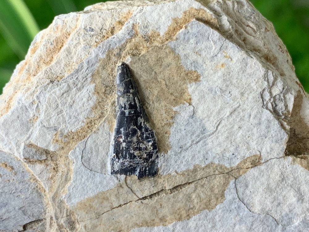 Pterosaur Tooth (Liaoning, China)