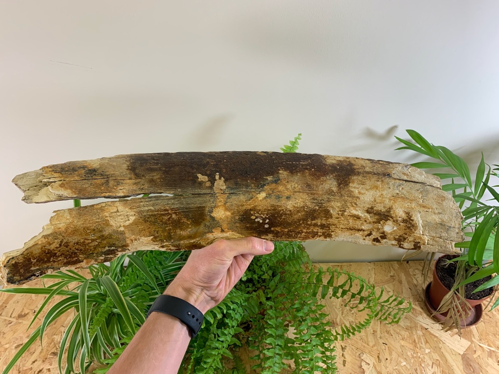 Woolly Mammoth Tusk (1.83ft) #01