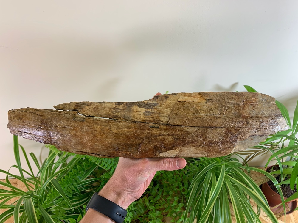 Woolly Mammoth Tusk (1.6ft) #04