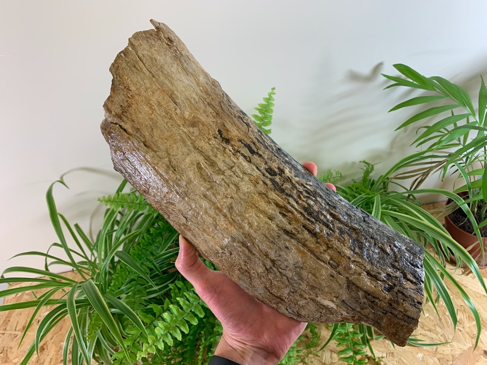 Woolly Mammoth Tusk (1.16ft) #05