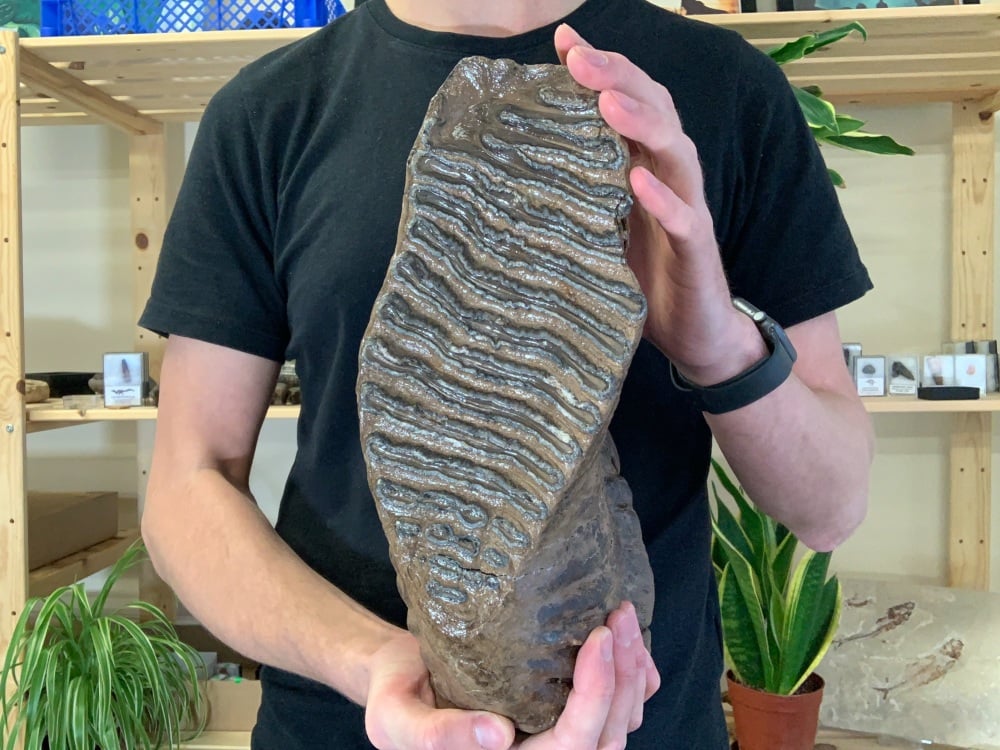 HUGE Woolly Mammoth Tooth (Russia) #07