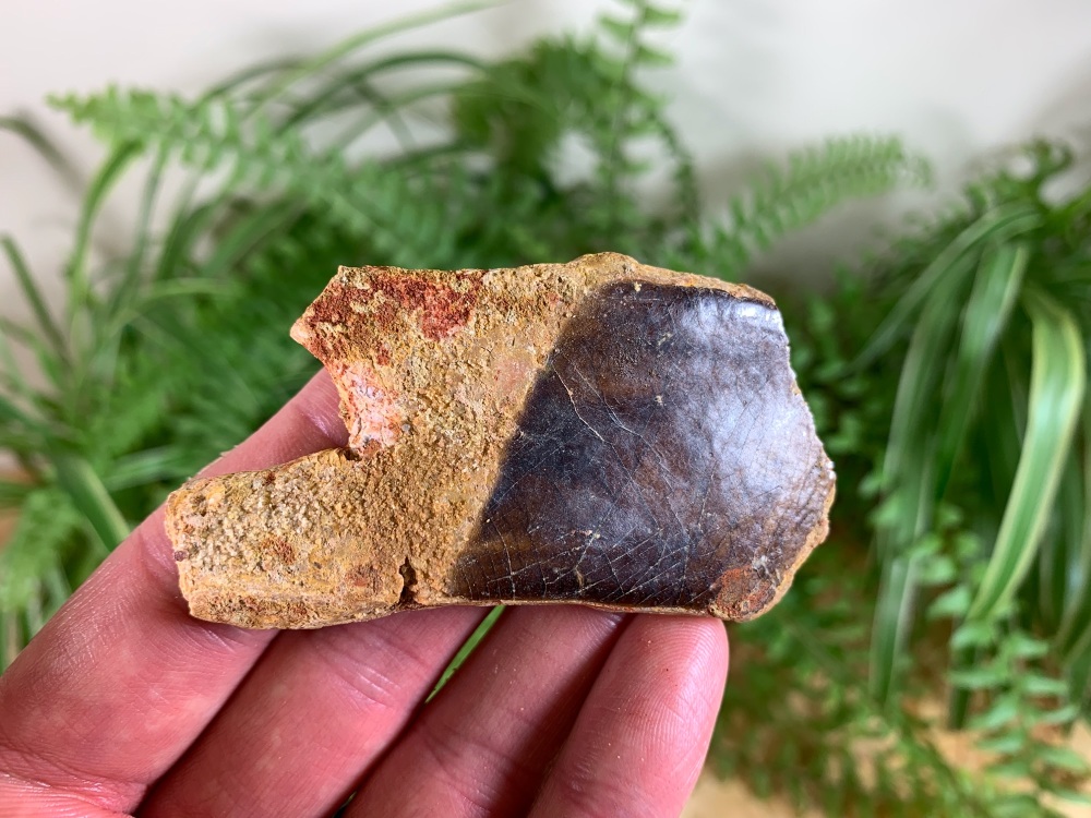 LARGE Lepidotes Fish Scale (2.75 inch) #02