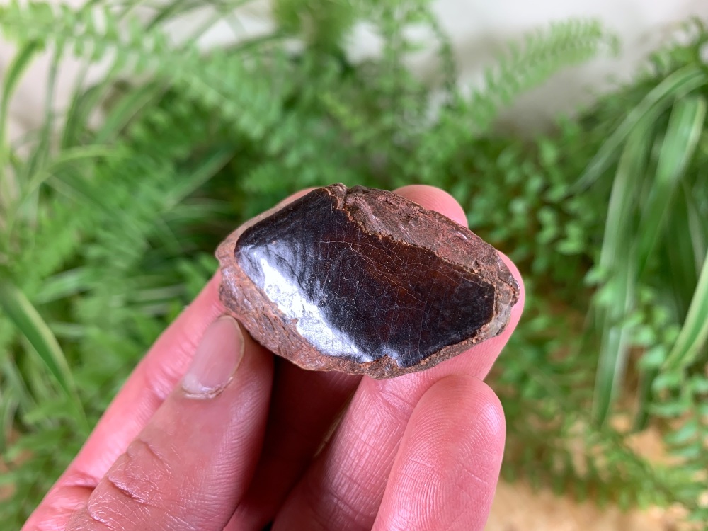 Lepidotes Fish Scale (2 inch) #03