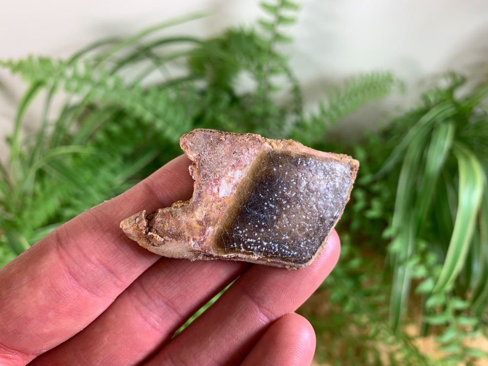 Lepidotes Fish Scale (2.25 inch) #04