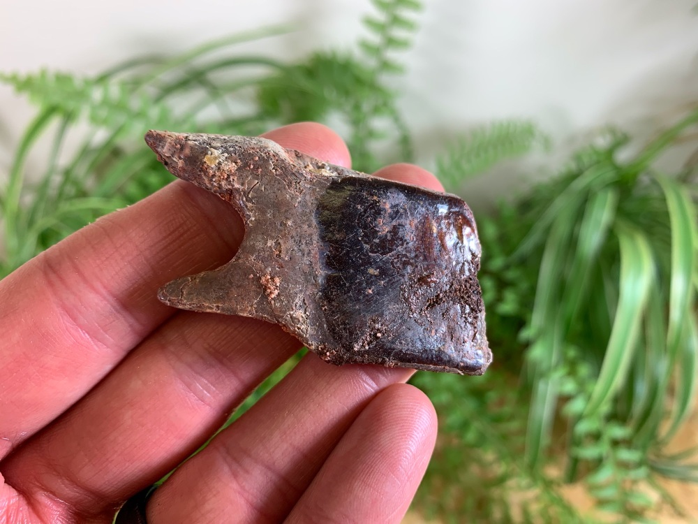 Lepidotes Fish Scale (2.13 inch) #05