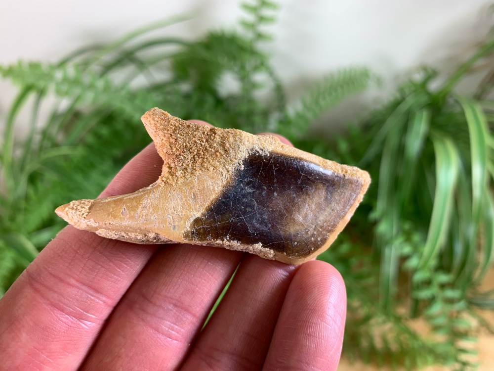 Lepidotes Fish Scale (2.25 inch) #06