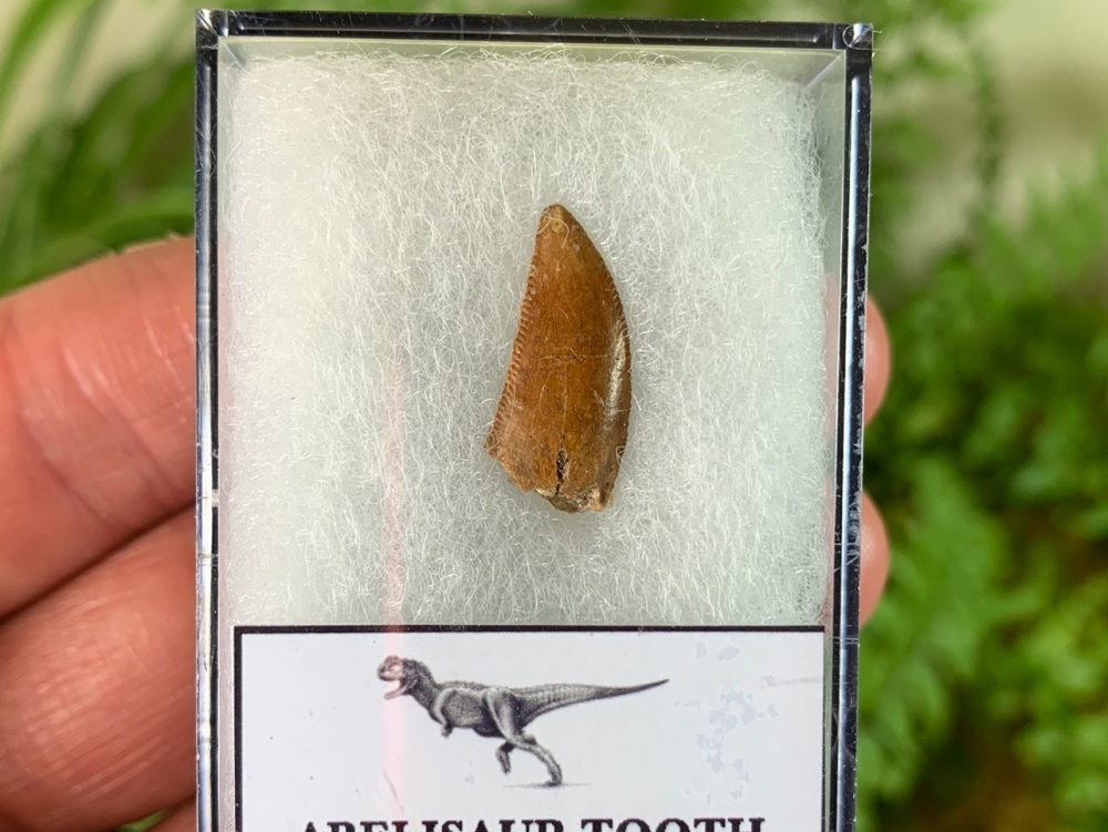 Abelisaur Dinosaur Tooth #AB10