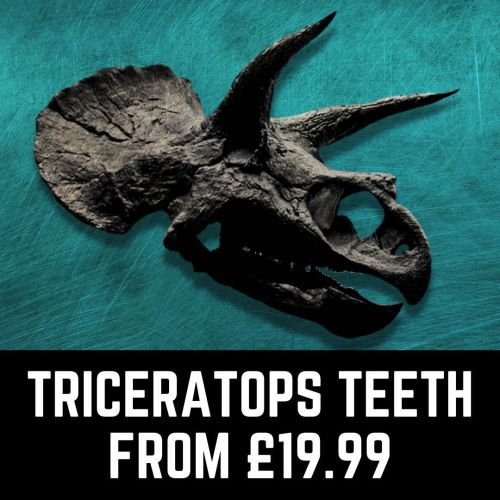 Dino Fossils UK Huge Selection of Fossils For Sale.