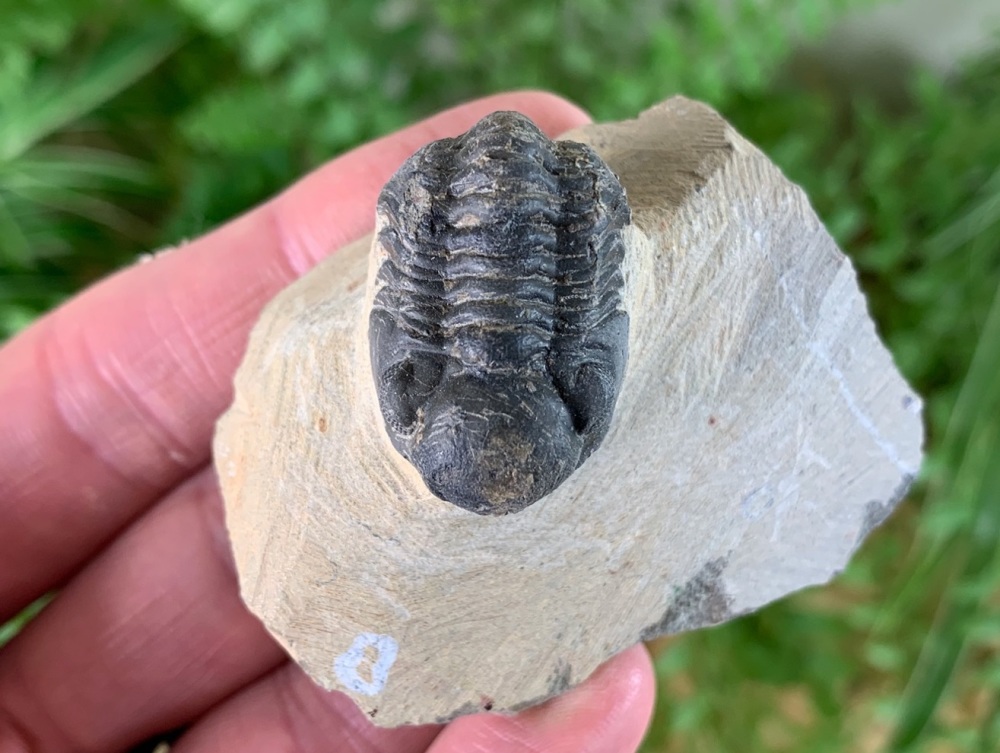 Phacopsid Trilobite #23