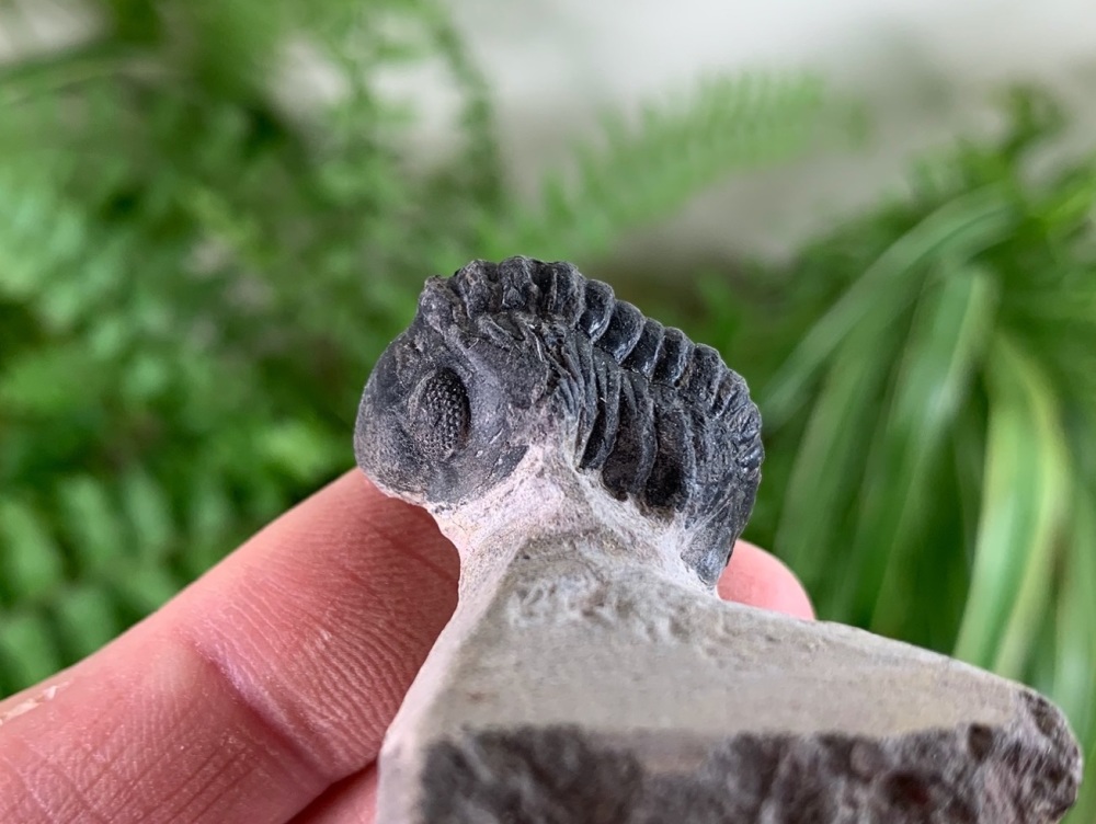 Phacopsid Trilobite #25