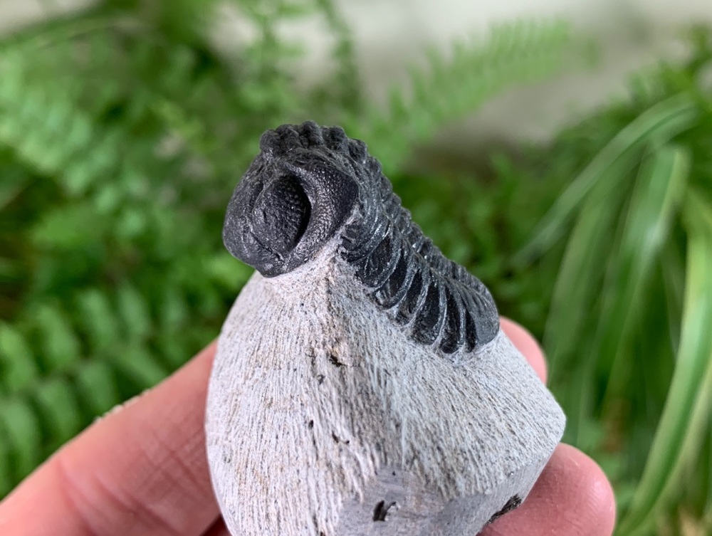 Phacopsid Trilobite #36