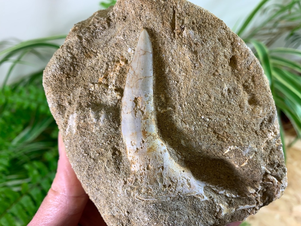 Enchodus Fish Jaw with Fang #01