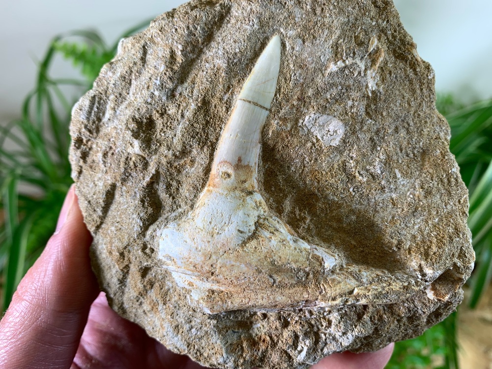 Enchodus Fish Jaw with Fang #02